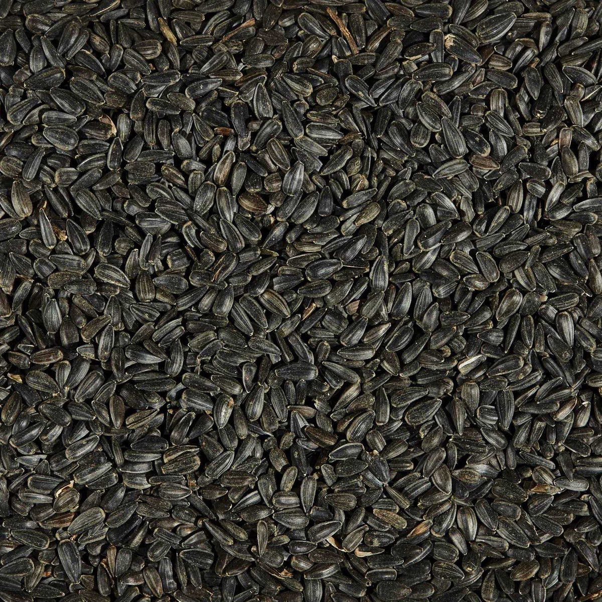 Black Oil Sunflower Seed Wild Bird Food A1567
