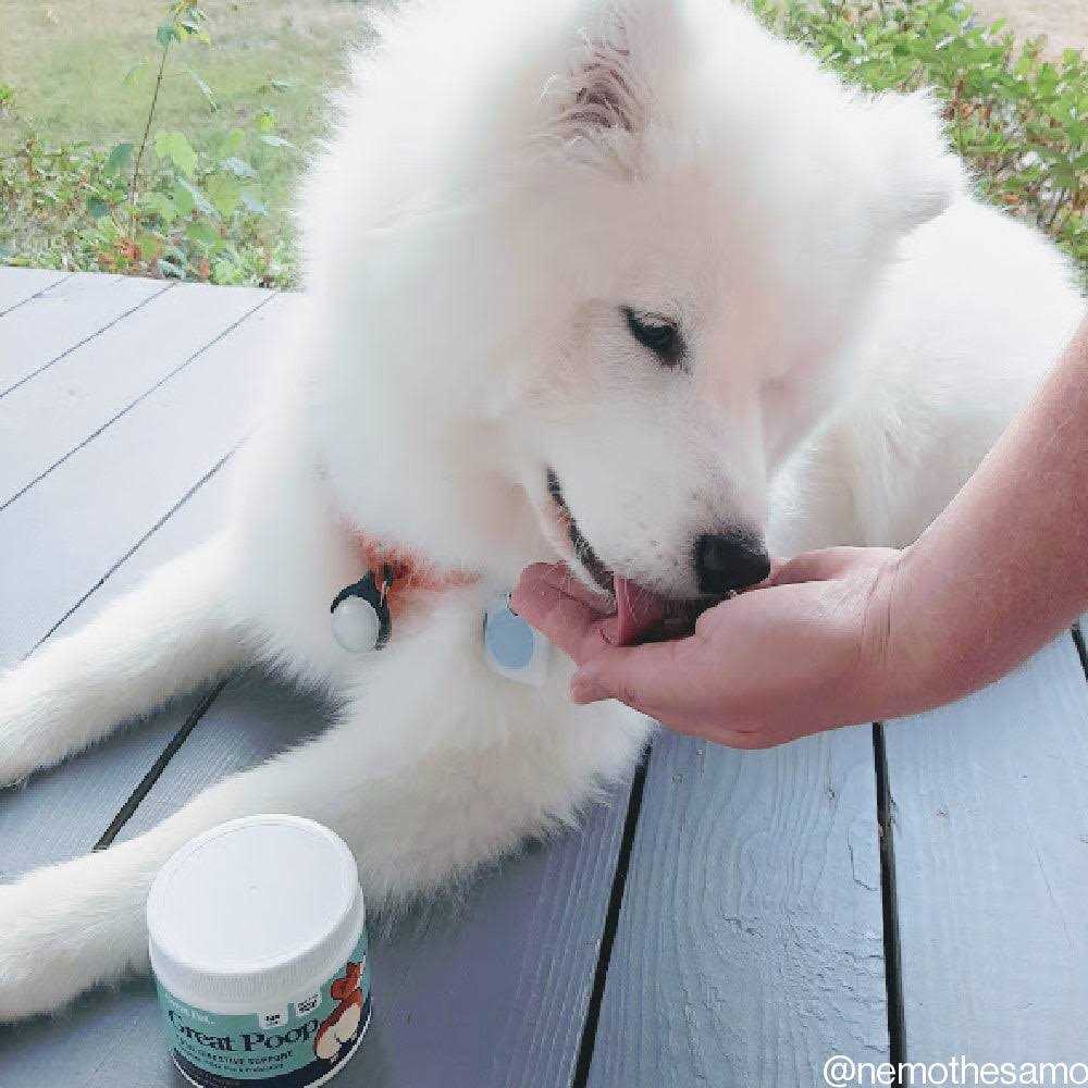 Probiotics for Dogs Digestive Enzymes Supplement G269