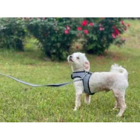 Teacup Gingham Dog Harness Vest L2169