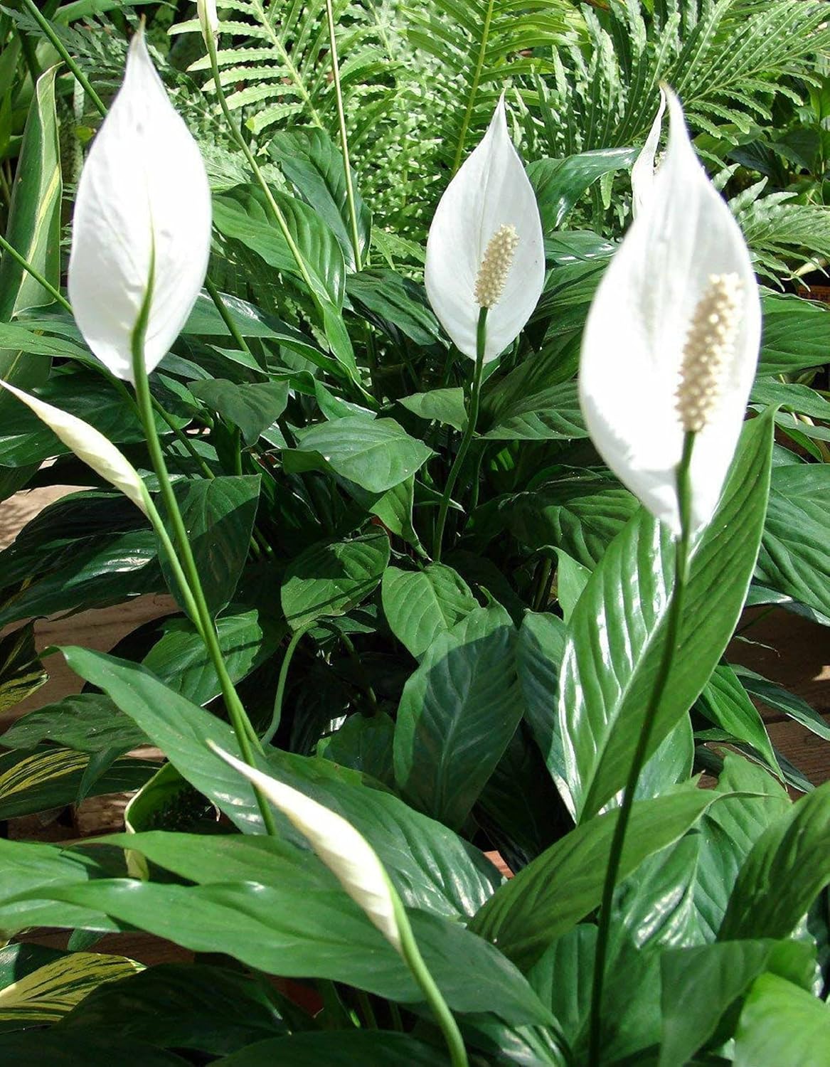 Peace Lily Plant 8" Pot J17268
