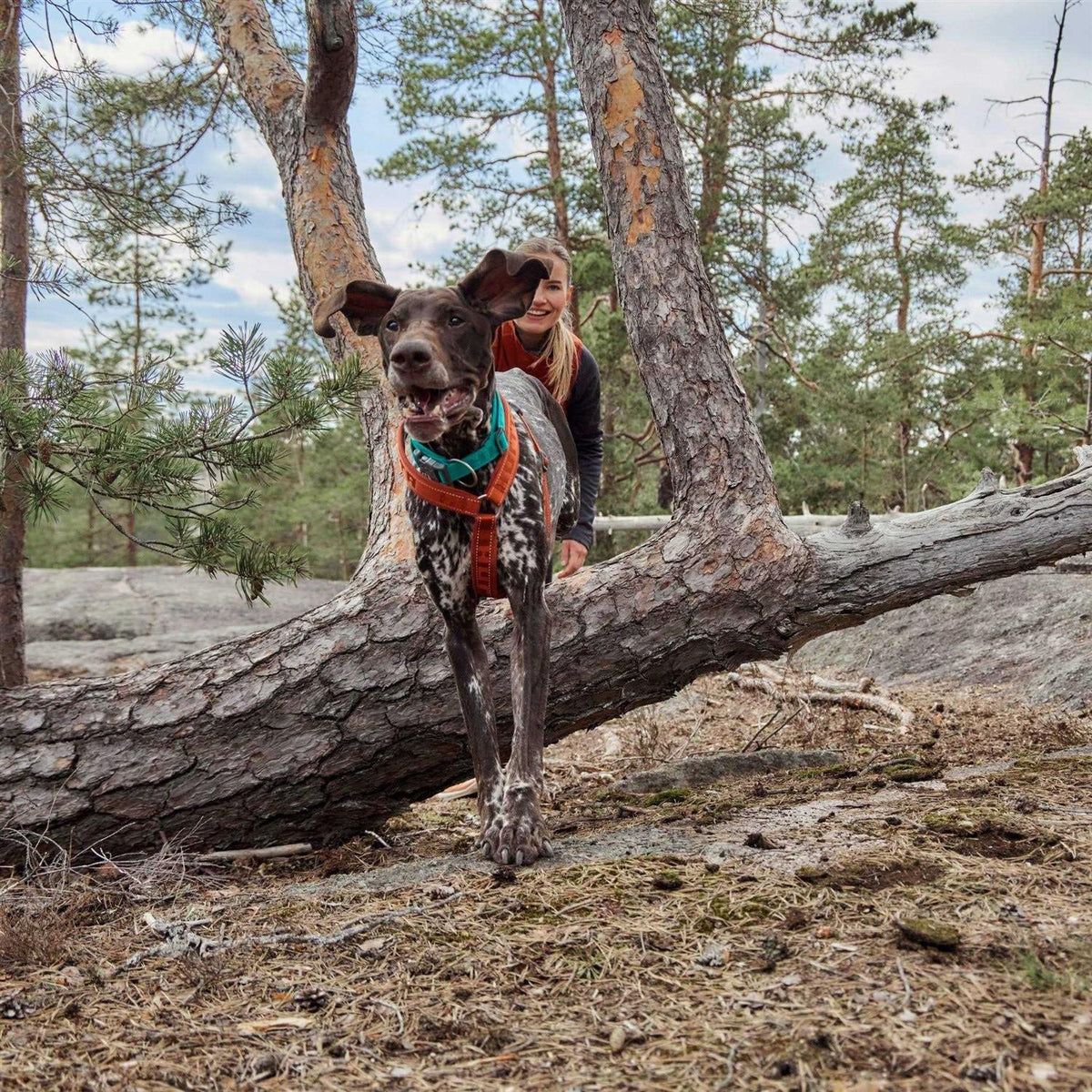Dog Y-harness D12314