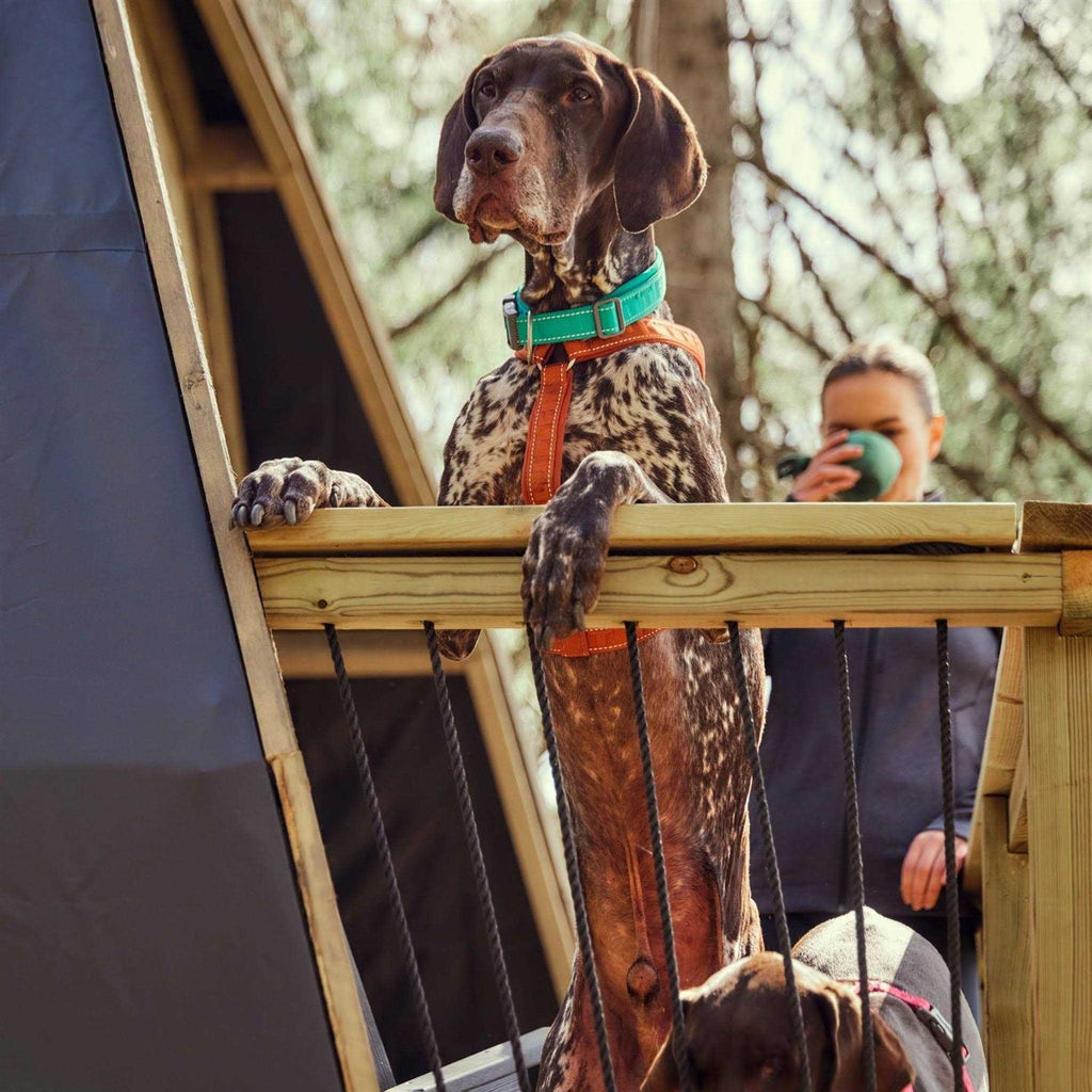 Dog Y-harness D12314