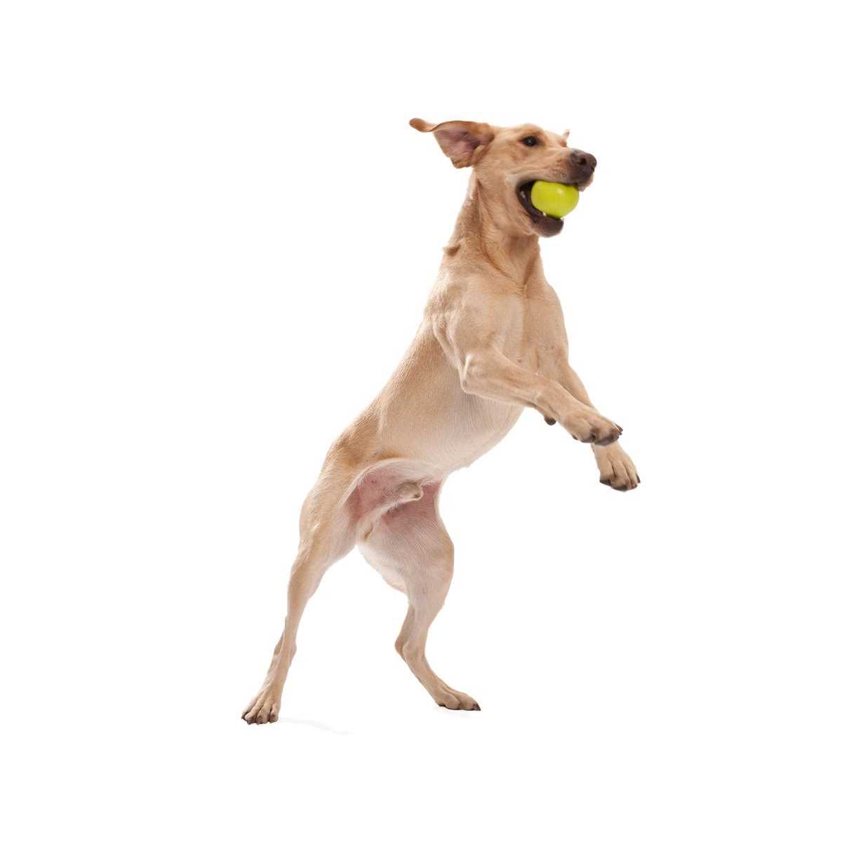 Dog Toy T7844